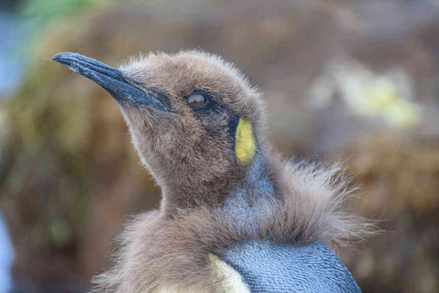 Pingüino Rey - islas Georgias del Sur 052.jpg